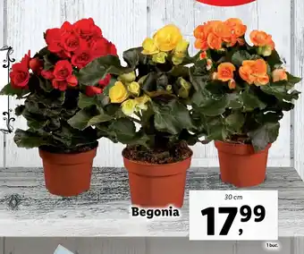 Lidl LIDL FLORARIA Begonia 30 cm 1 buc. Ofertă