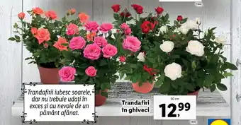 Lidl LIDL FLORARIA Trandafiri in ghiveci 30 cm 1 buc. Ofertă