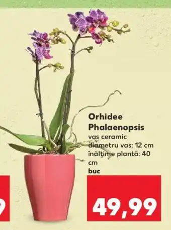 Orhidee Phalaenopsis vas ceramic diametru vas: 12 cm înălţime plantă: 40 cm 1 buc