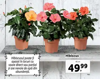 Lidl LIDL FLORARIA Hibiscus 45 cm 1 buc. Ofertă
