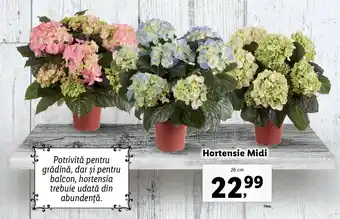 Lidl LIDL FLORARIA Hortensie Midi 26 cm 1 buc. Ofertă