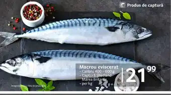 Selgros Macrou eviscerat - Calibru 400 - 600 g - Captură Shetland Marea Britanie - per kg Ofertă
