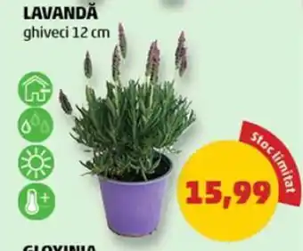 Penny LAVANDĂ ghiveci 12 cm Ofertă