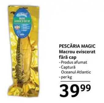 PESCĂRIA MAGIC Macrou eviscerat fără cap per kg