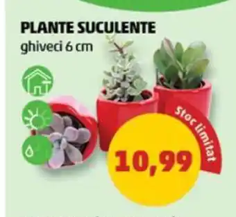 Penny PLANTE SUCULENTE ghiveci 6 cm Ofertă