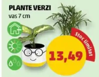 Penny PLANTE VERZI vas 7 cm Ofertă