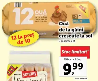 Lidl OUĂ de la găini crescute la sol 10 buc. + 2 buc. Ofertă