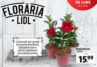LIDL FLORĂRIA Dipladenia 25 cm
