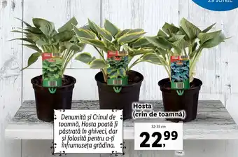 Lidl LIDL FLORĂRIA Hosta (crin de toamnă) 32-35cm 1 buc. Ofertă