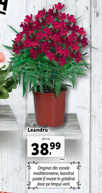 Lidl LIDL FLORĂRIA Leandru 60 cm Ofertă