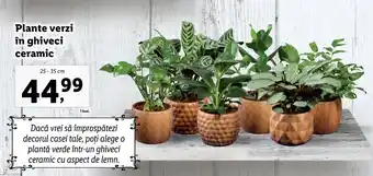 Lidl LIDL FLORĂRIA Plante verzi în ghiveci ceramic 25-35cm 1 buc. Ofertă