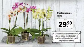 Lidl LIDL FLORĂRIA Phalaenopsis mini 45 cm 1 buc. Ofertă