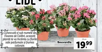 Lidl LIDL FLORĂRIA Bouvardia 25cm 1buc. Ofertă