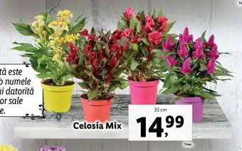 Lidl LIDL FLORĂRIA Celosia Mix 35 cm 1 buc. Ofertă