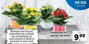 Lidl LIDL FLORĂRIA Kalanchoe în ghiveci de sticlă 16 cm 1 buc. Ofertă
