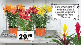 Lidl LIDL FLORĂRIA Crin asiatic 48 cm 1 buc. Ofertă