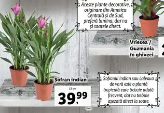 LIDL FLORĂRIA Șofran indian 55 cm 1 buc.