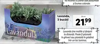 Lidl FLORĂRIA LIDL Lavanda, 3 bucăți 20 cm Ofertă