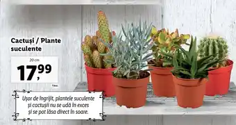 Lidl FLORĂRIA LIDL Cactuși/ Plante suculente 20 cm 1 buc. Ofertă