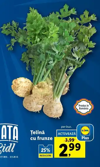 Lidl Țelină cu frunze, per buc. Ofertă