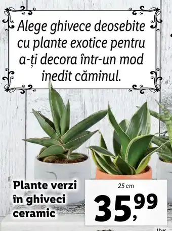 Lidl Plante verzi în ghiveci ceramic, 25cm Ofertă