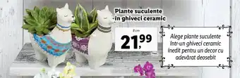 Lidl Plante suculente în ghiveci ceramic, 8cm Ofertă