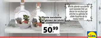 Lidl Plante suculente în ghiveci de sticlă 10cm Ofertă