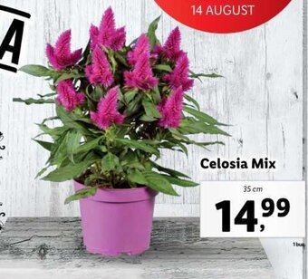 Lidl FLORÂRIA LIDL 35cm Ofertă
