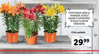 FLORÂRIA LIDL Crin asiatic