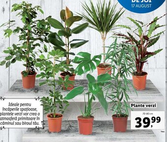 Lidl FLORÂRIA LIDL Plante verzi 70-80cm Ofertă