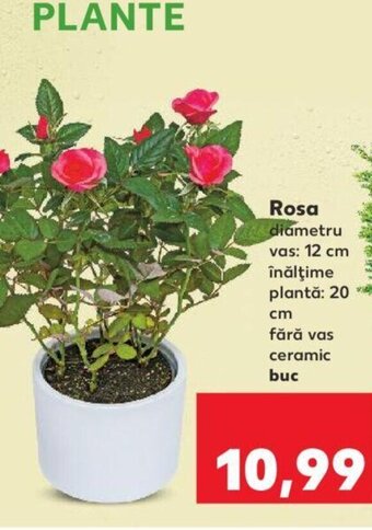 Kaufland Rosa Ofertă