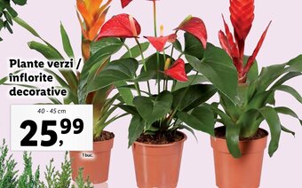 Lidl Plante verzi / înflorite decorative Ofertă