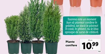 Lidl Plante conifere Ofertă
