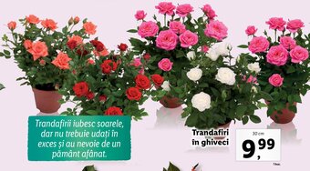 Lidl Trandafiri în ghiveci Ofertă