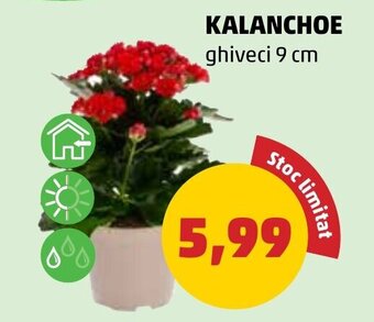 Penny KALANCHOE Ofertă