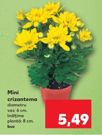 Kaufland Mini crizantema Ofertă
