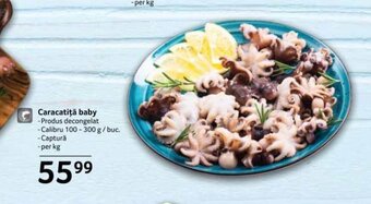 Selgros Caracatiţă baby Ofertă