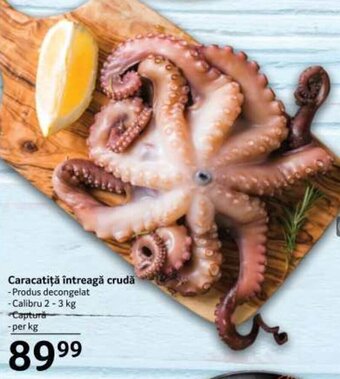 Selgros Caracatiţă întreagă crudă Ofertă