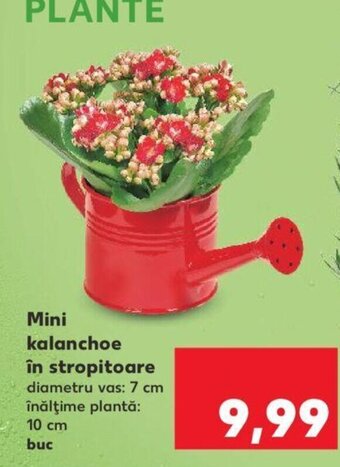 Kaufland Mini kalanchoe în stropitoare Ofertă