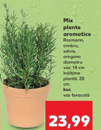 Kaufland Mix plante aromatice Ofertă