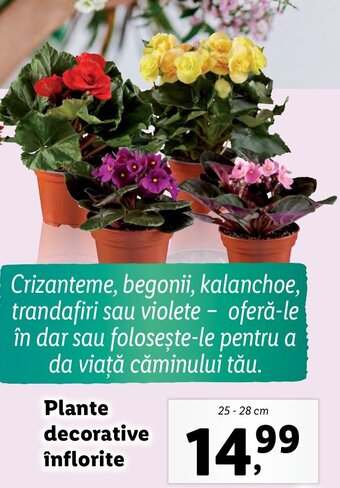 Lidl Plante decorative înflorite Ofertă