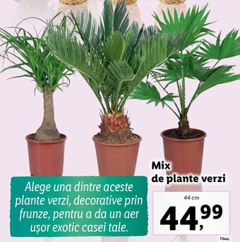 Lidl Mix de plante verzi Ofertă