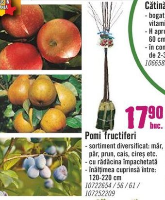Pomi fructiferi