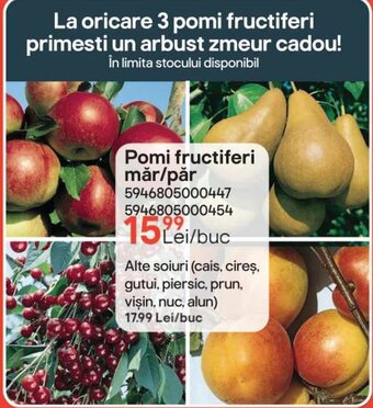 Pomi fructiferi măr/păr
