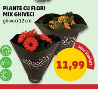 Penny PLANTE CU FLORI MIX GHIVECI Ofertă
