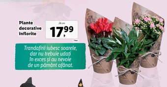 Lidl Plante decorative înflorite Ofertă