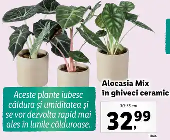 Lidl Alocasia Mix în ghiveci ceramic Ofertă