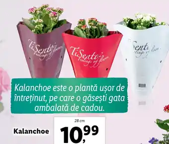 Lidl Kalanchoe Ofertă