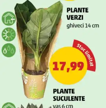 Penny PLANTE VERZI Ofertă