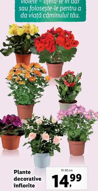 Lidl Plante decorative înflorite Ofertă